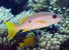 Lutjanus monostigma