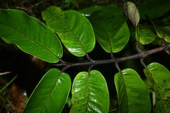 Vismia macrophylla