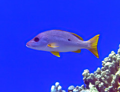 Lutjanus monostigma