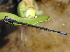 Enallagma cardenium