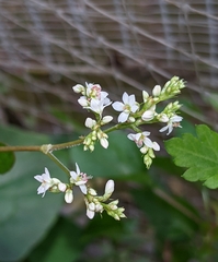 Fagopyrum esculentum