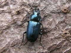 Platycerus caraboides
