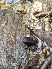 Mannophryne trinitatis