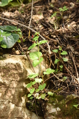 Scrophularia peregrina