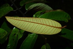 Vismia macrophylla