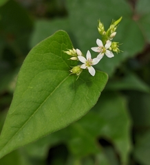 Fagopyrum esculentum