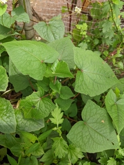 Fagopyrum esculentum