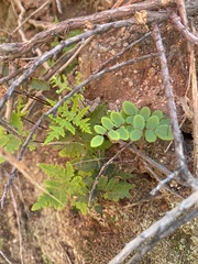 Pentagramma triangularis