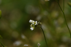Draba praecox