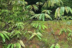 Vismia macrophylla