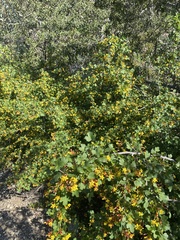 Ribes aureum gracillimum