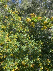 Ribes aureum gracillimum