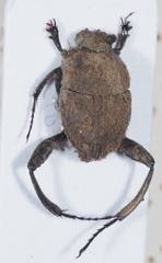 Sisyphus impressipennis