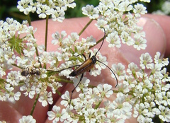Stenurella melanura