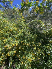 Ribes aureum gracillimum