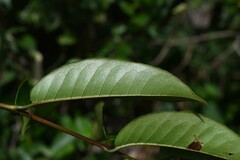 Vismia sessilifolia