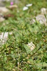 Draba praecox