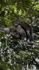 Cercopithecus mona