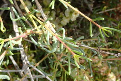 Salsola divaricata