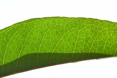 Vismia sessilifolia