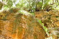 Ephedra foeminea