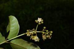 Vismia sessilifolia