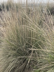 Muhlenbergia rigens