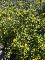 Ribes aureum gracillimum
