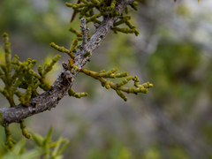 Arceuthobium oxycedri