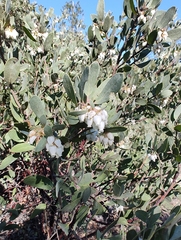 Arctostaphylos silvicola