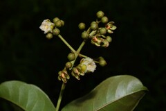 Vismia sessilifolia