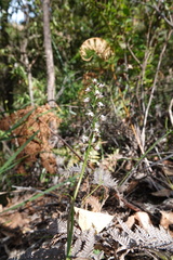 Prasophyllum apoxychilum