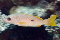 Lutjanus monostigma