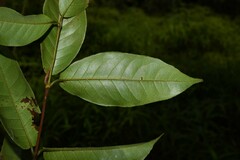 Vismia sessilifolia