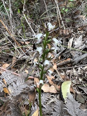 Prasophyllum apoxychilum
