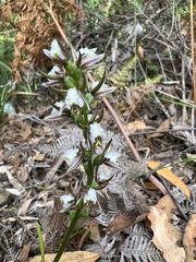 Prasophyllum apoxychilum