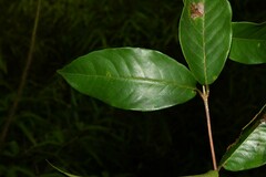 Vismia sessilifolia