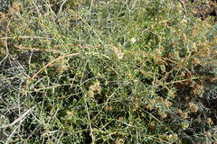 Salsola divaricata
