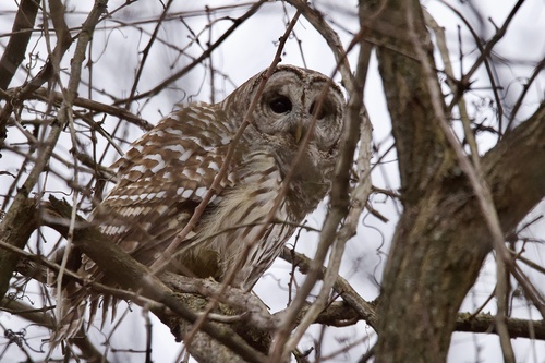 Barred Owl photographed in Kentucky