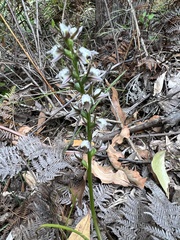 Prasophyllum apoxychilum