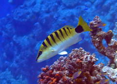 Lutjanus semicinctus