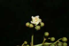 Vismia sessilifolia