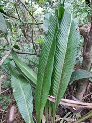 Niphidium crassifolium