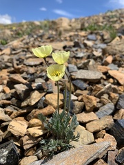 Papaver radicatum kluanense