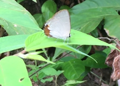 Rapala iarbus iarbus