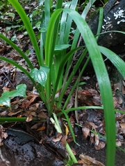 Iris foetidissima