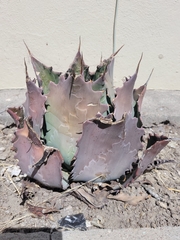 Agave salmiana