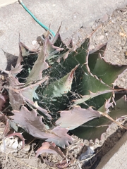 Agave salmiana