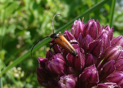 Stenurella melanura