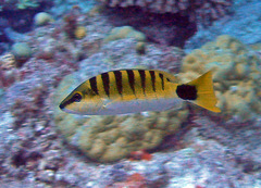 Lutjanus semicinctus